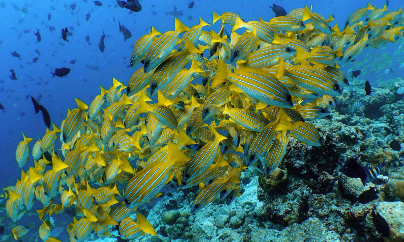 Amilla Maldives Ocean Wildlife