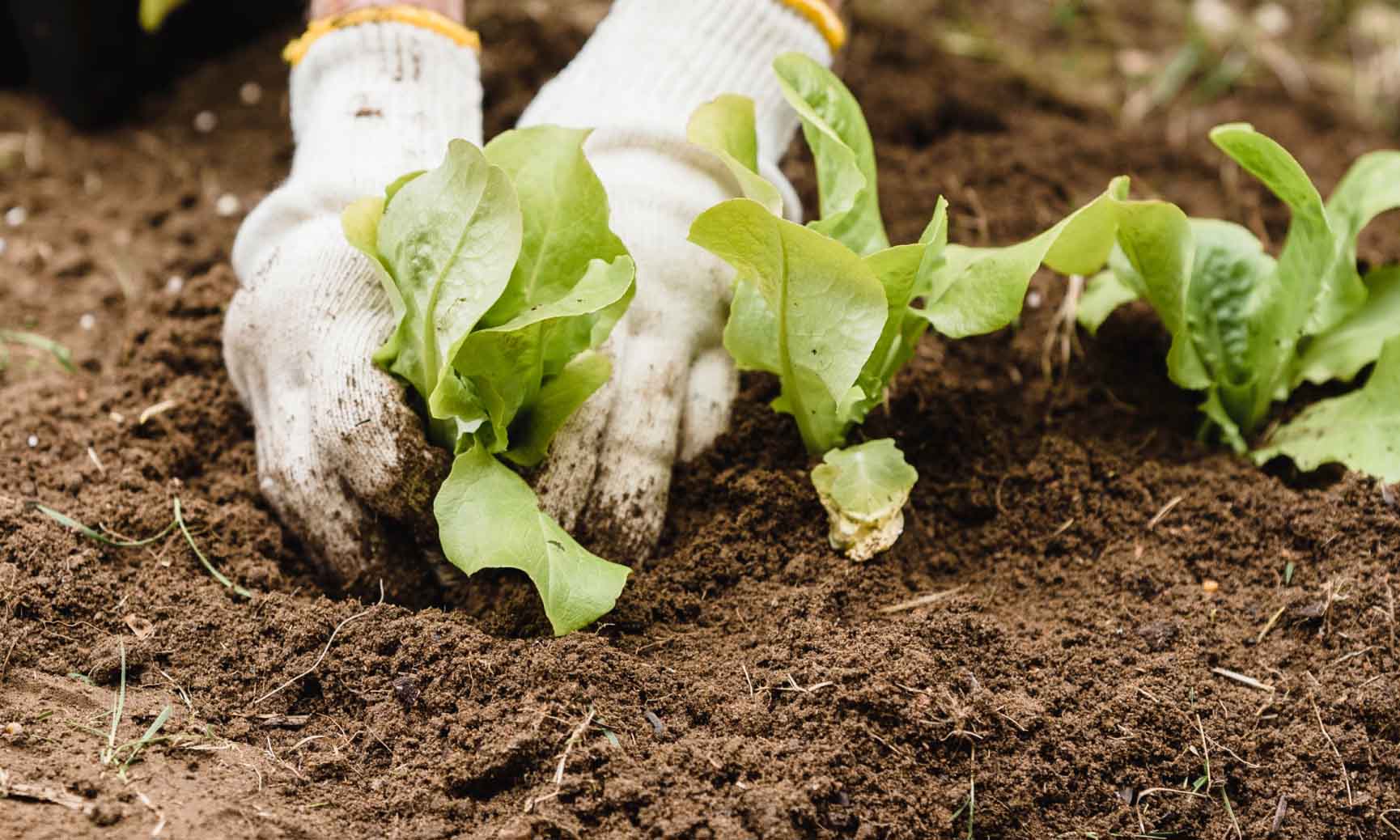 Fresh produce being planted in our hydroponic garden