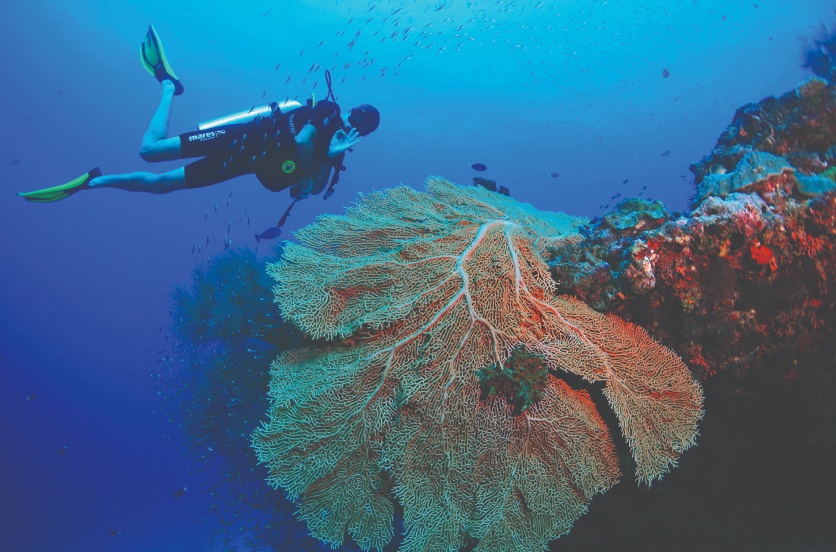 Scuba Diving in the Maldives, part of Amilla Maldives Activities and Adventures