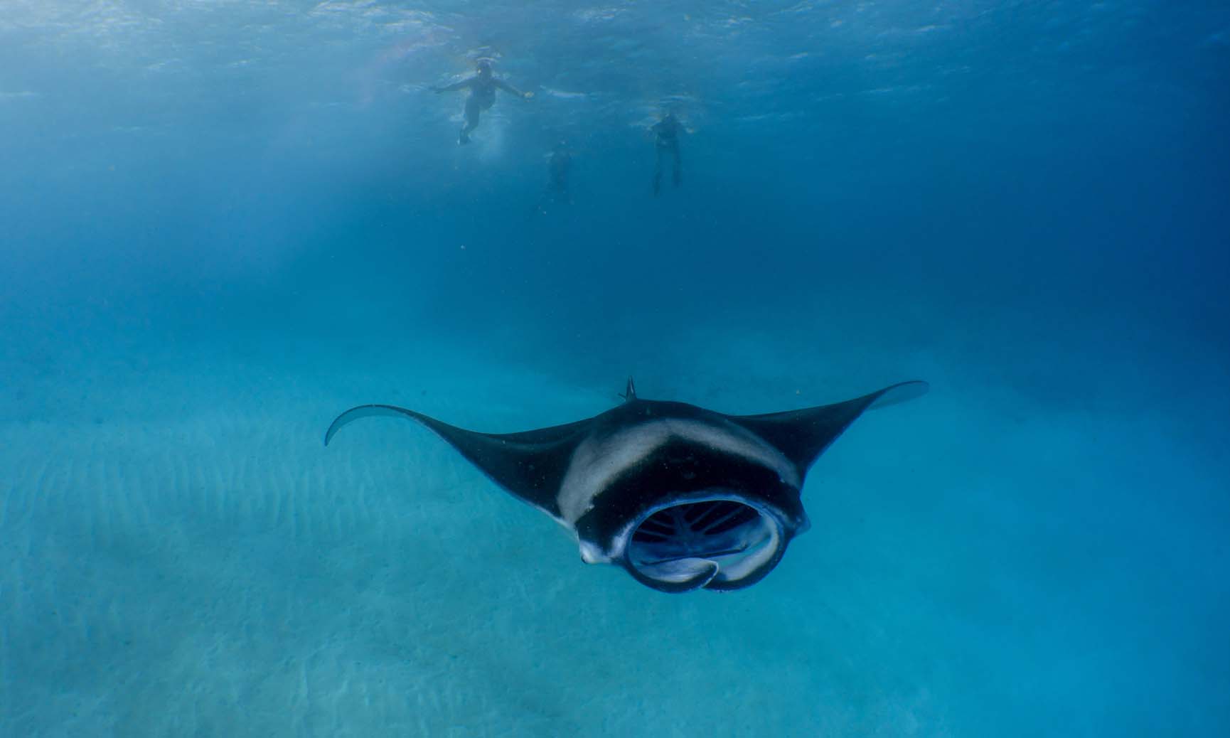 Snorkelling in the Maldives during the Maldives manta ray season