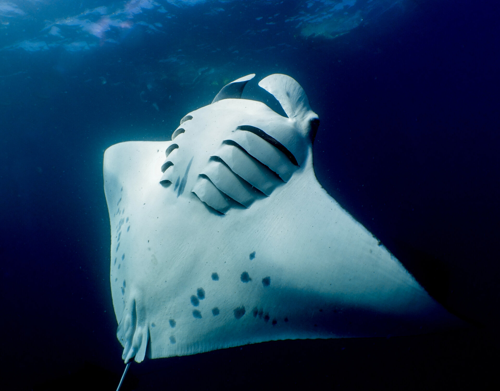 Maldives Manta Rays of Hanifaru Bay, Contact